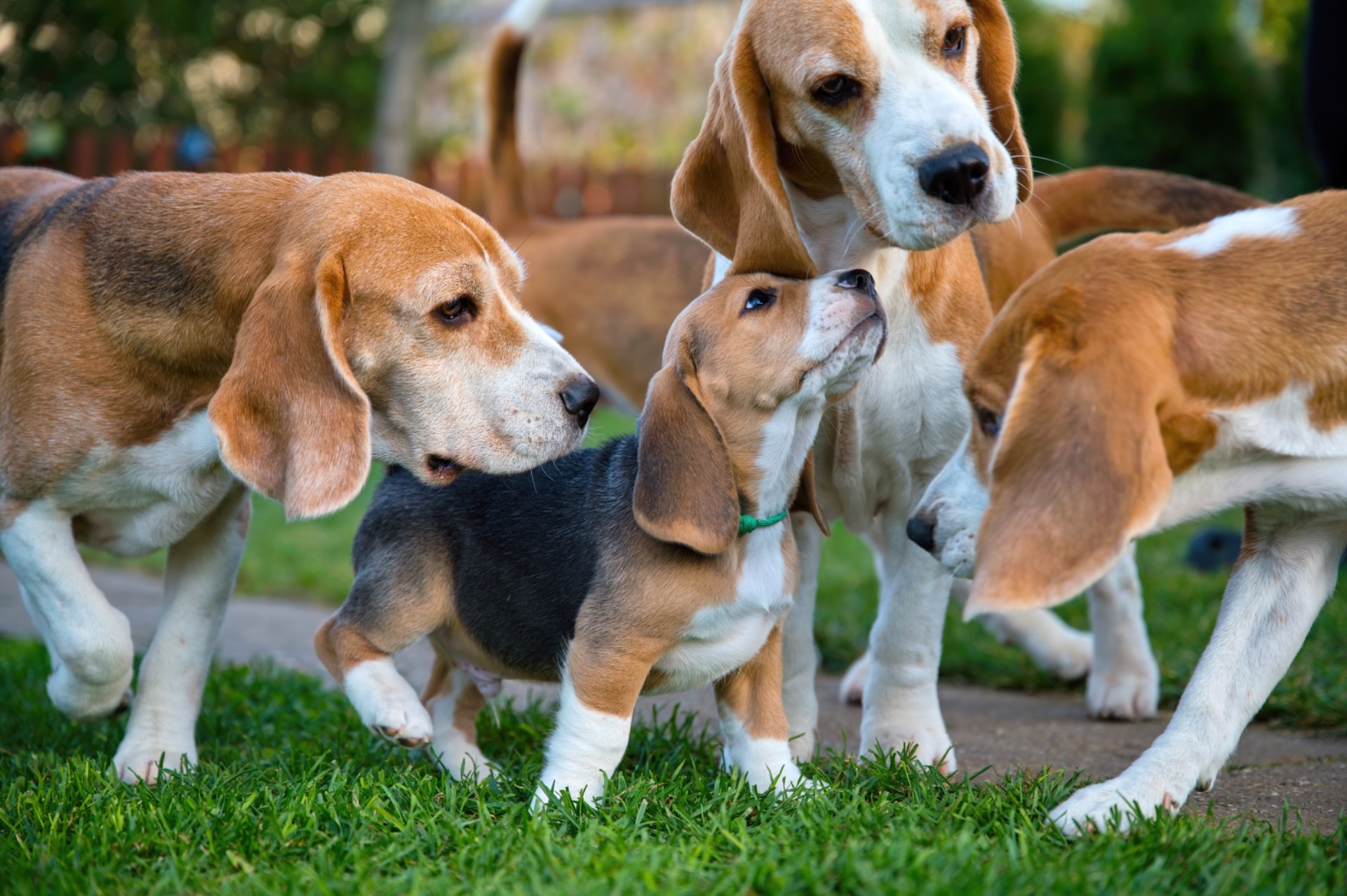 šteniatko s dospelými bíglami